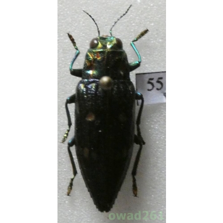 Chrysoperma sp. Indonesia, Buru 23mm55